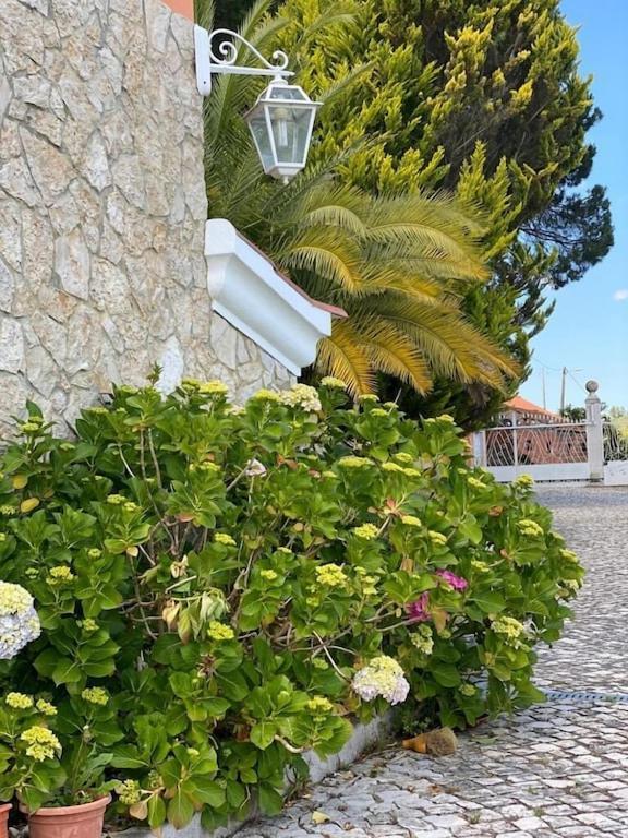 הוילה São João da Ribeira Quinta Do Alto Dos Pinheiros מראה חיצוני תמונה